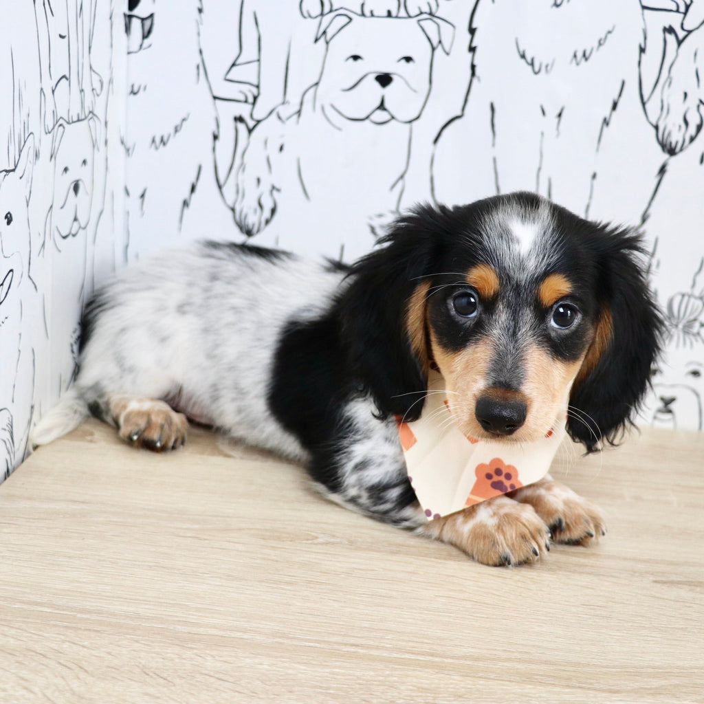 Dexter - Available Now