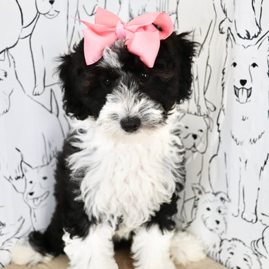 Susie - Available Now