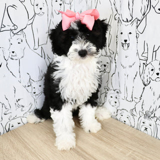Susie - Available Now
