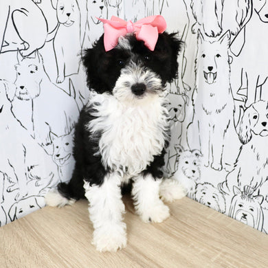 Susie - Available Now