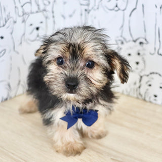 Ringo - Available Now
