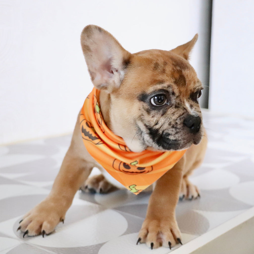 Dilan - Available Now