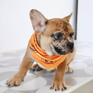 Dilan - Available Now