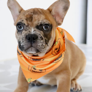 Dilan - Available Now