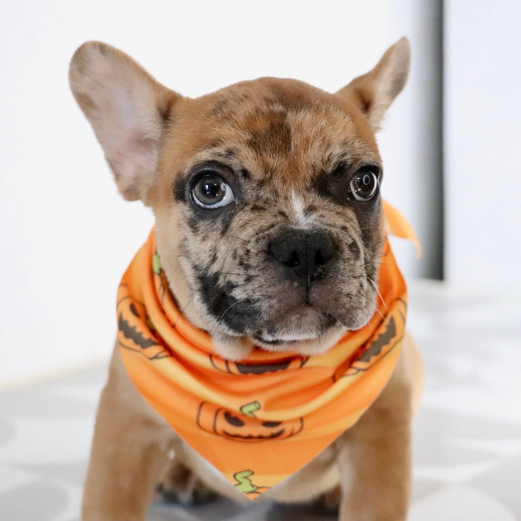 Dilan - Available Now