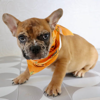 Dilan - Available Now