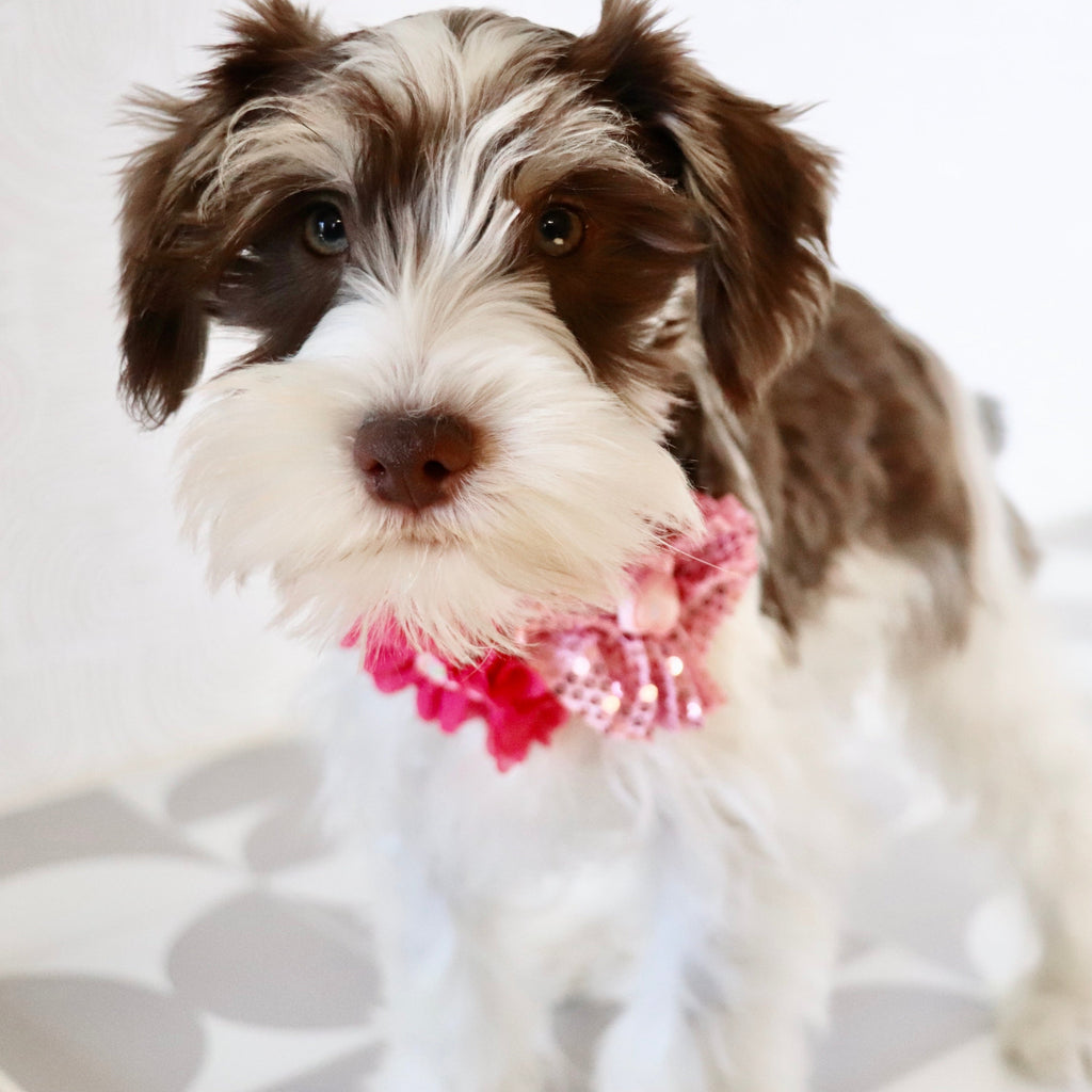 Shelly - Available Now