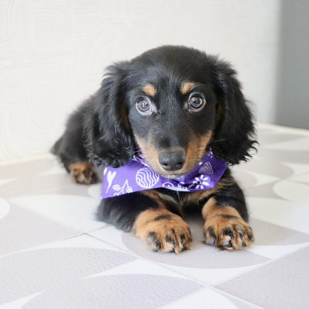 Peanut - Available Now