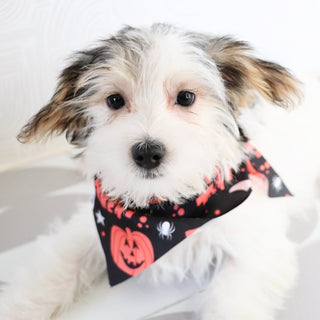 Ronald - Available Now