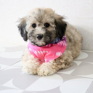 Midge - Available Now