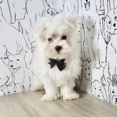 Jermaine - Available Now