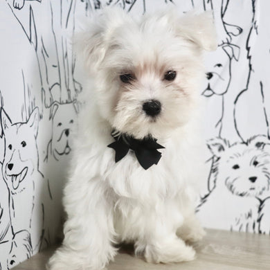 Jermaine - Available Now