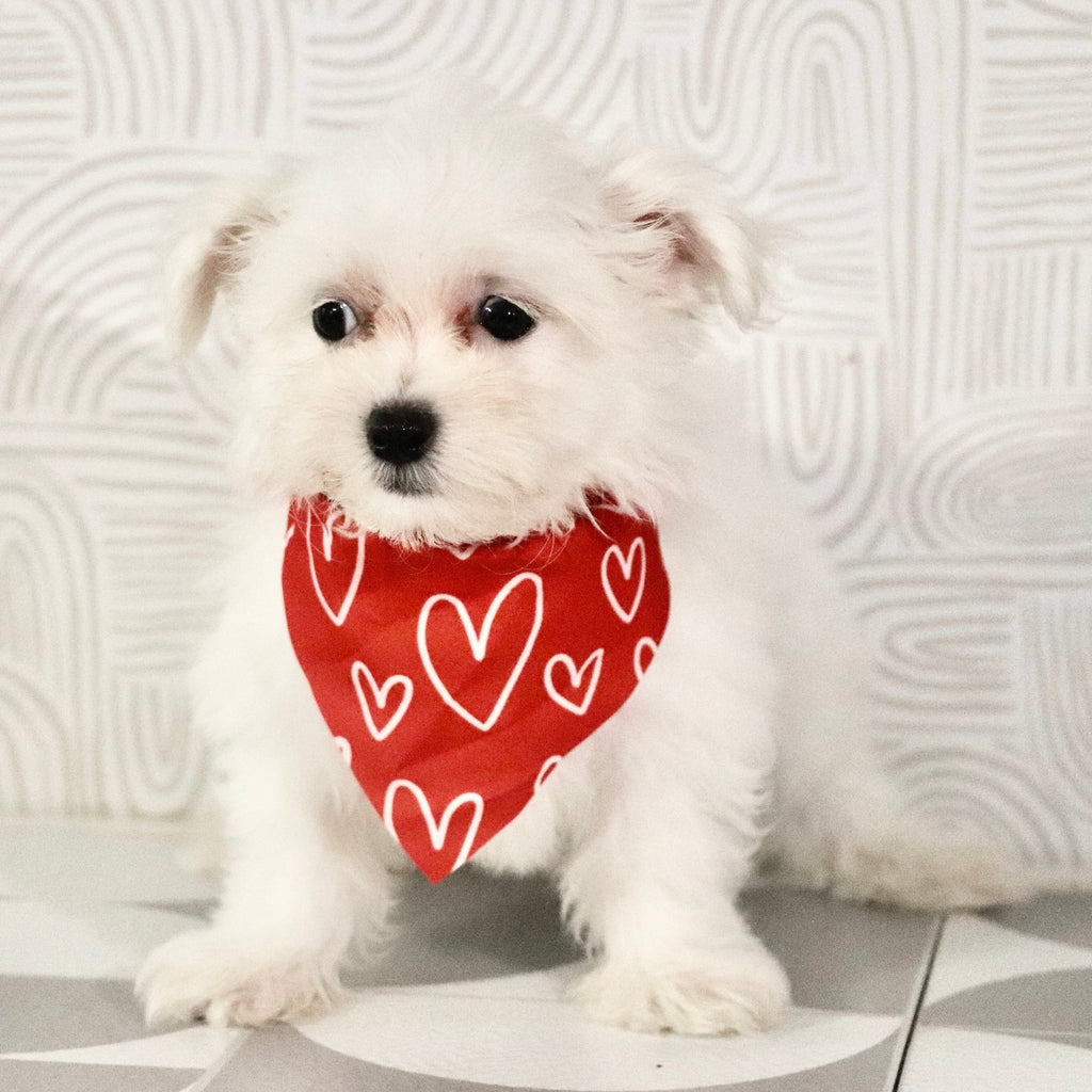 Muffin - Available Now