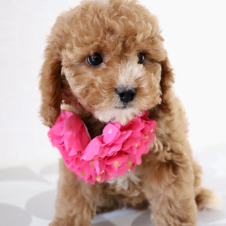 Molly - Available Now