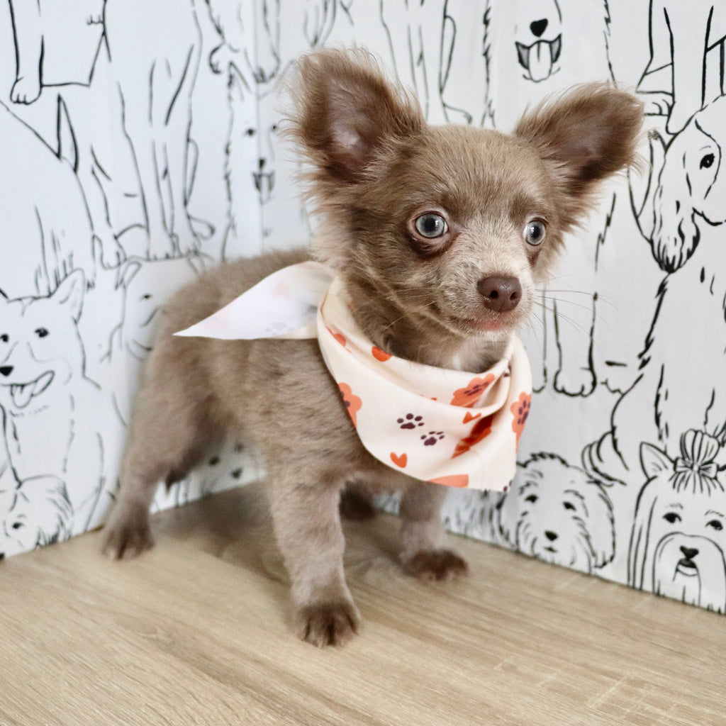 Gizmo - Available Now