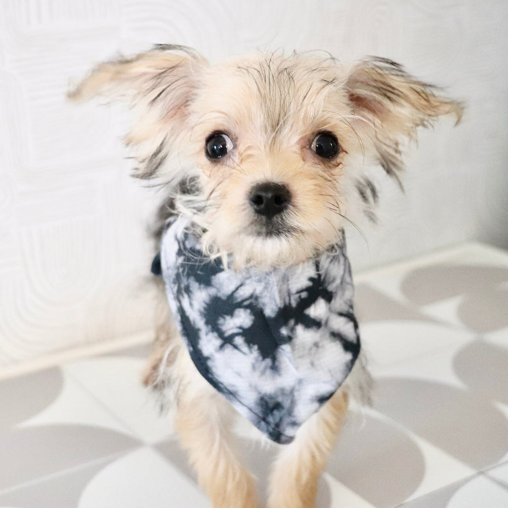 Rocky - Available Now