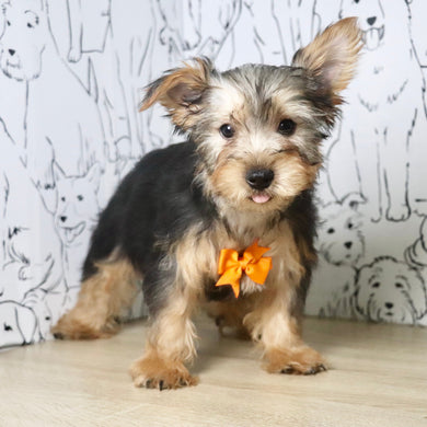 Goofy - Available Now