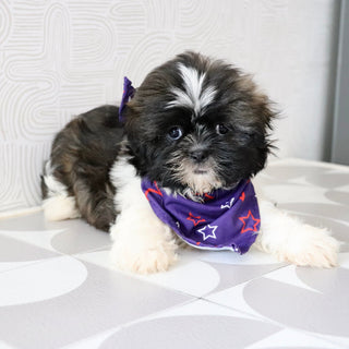 Theo - Available Now