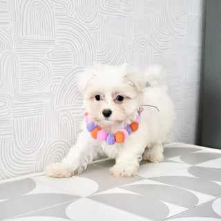 Shelby - Available Now