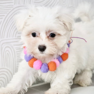Shelby - Available Now