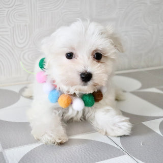 Sheldon - Available Now