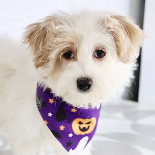 Pumpkin - Available Now