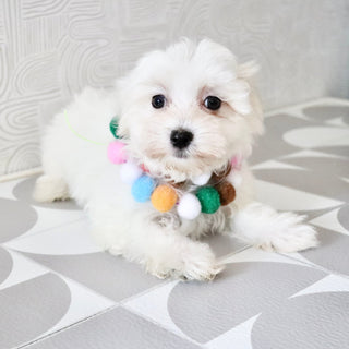 Sheldon - Available Now