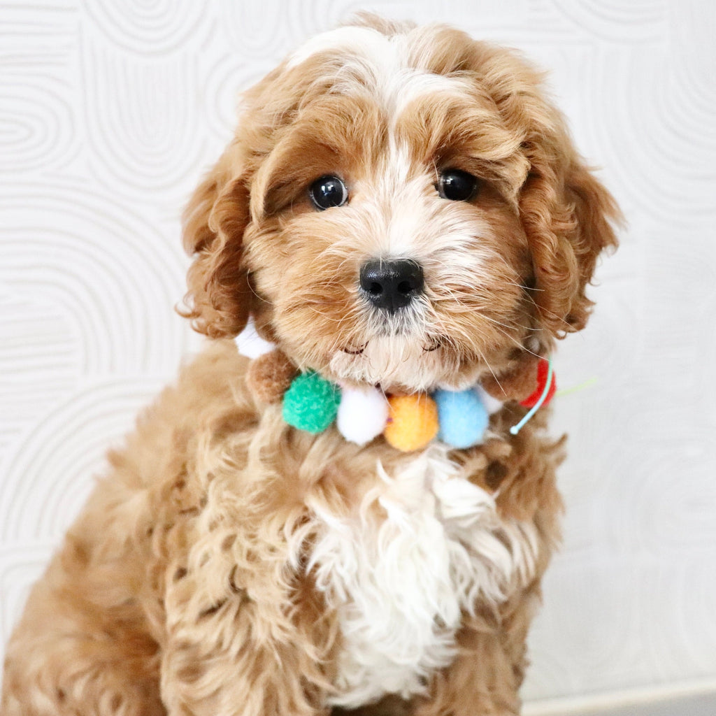 Kingsley - Available Now