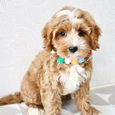 Kingsley - Available Now