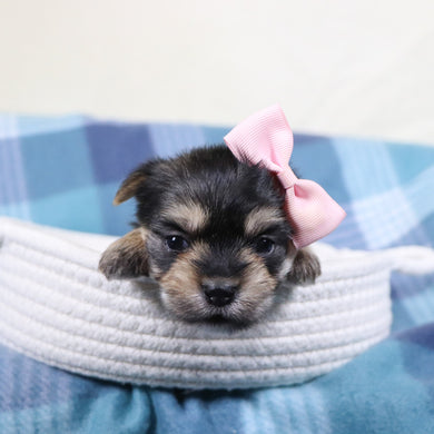 Inez - Available 2/11