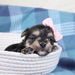 Inez - Available 2/11