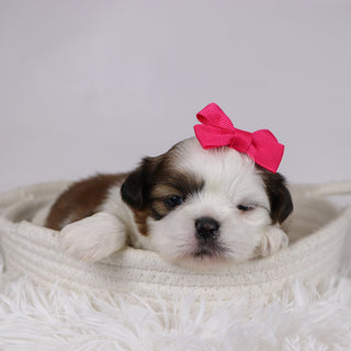 Irene - Available 12/17