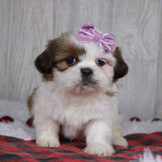 Irene - Available 12/17