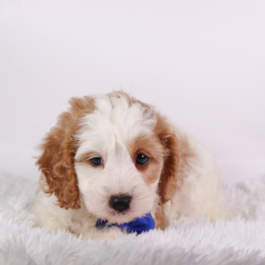 Irvin - Available 10/15