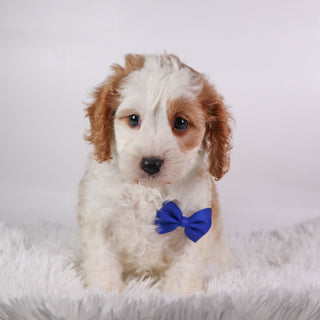 Irvin - Available 10/15