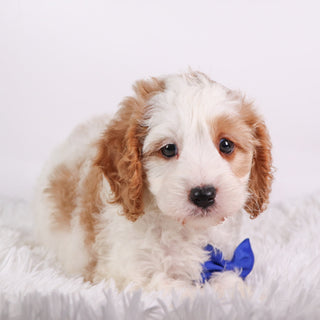 Irvin - Available 10/15
