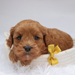 Irving - Available Now