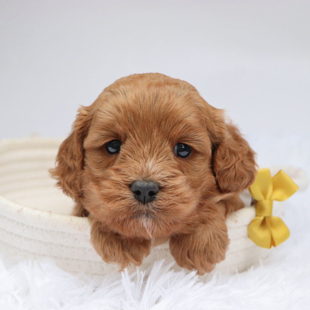 Irving - Available Now