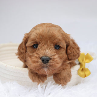 Irving - Available Now