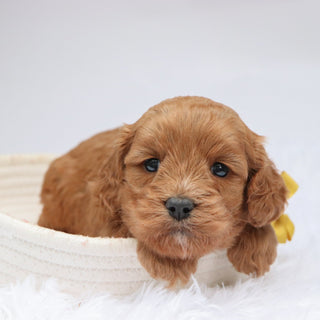 Irving - available 11/19