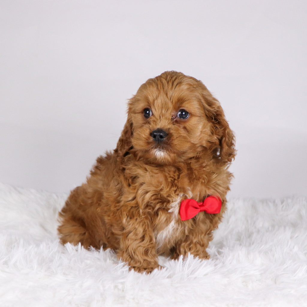 Irving - Available Now