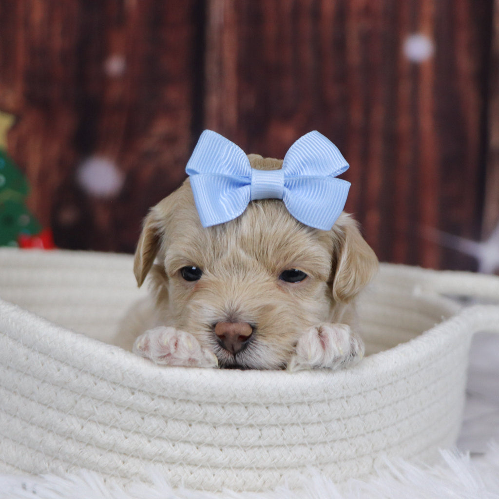 Isabella - Available 12/31