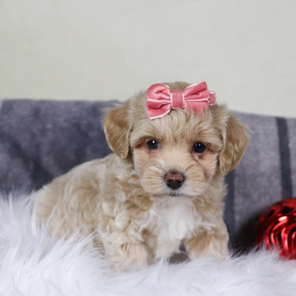 Isabella - Available 12/31