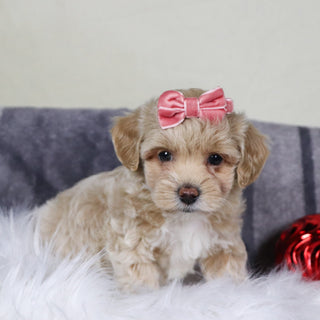 Isabella - Available 12/31