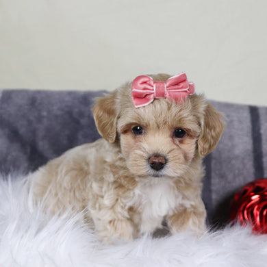 Isabella - Available 12/31