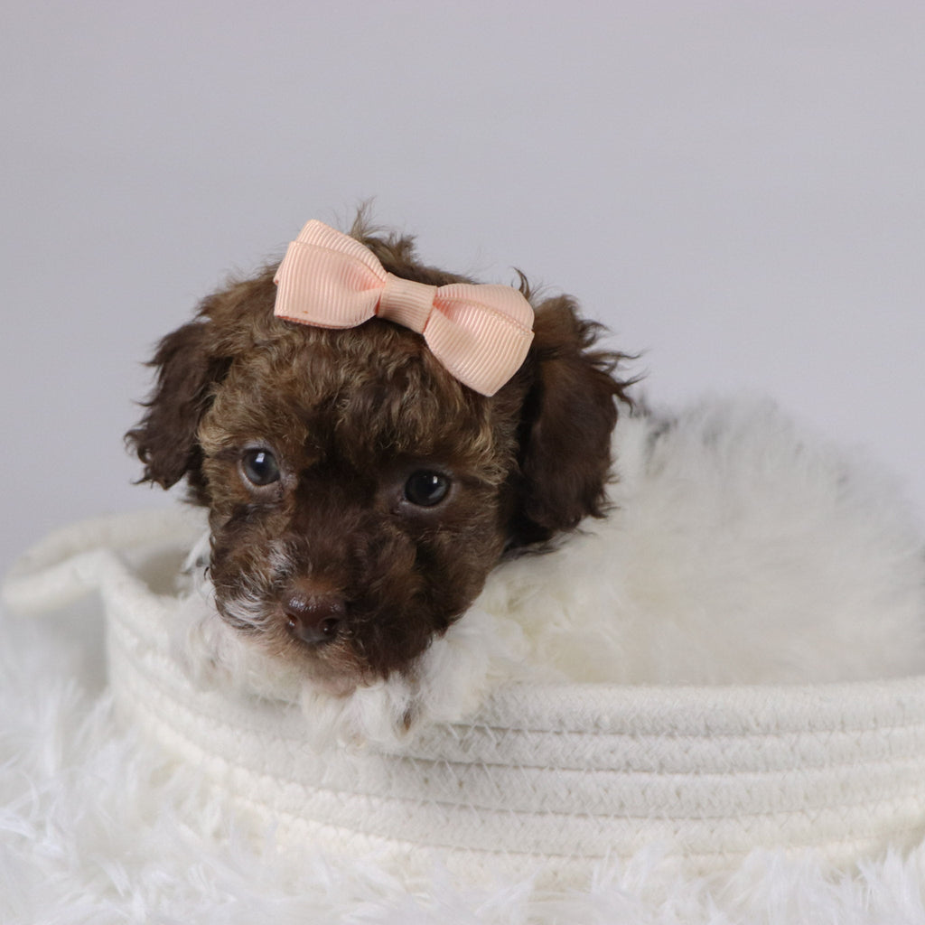 Izzie - Available 11/26