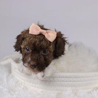 Izzie - Available 11/26