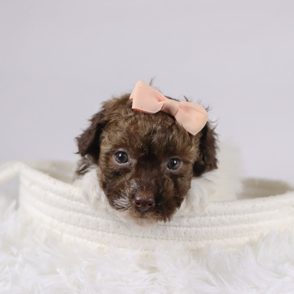 Izzie - Available 11/26