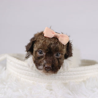 Izzie - Available 11/26