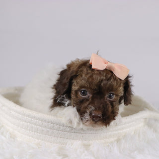 Izzie - Available 11/26